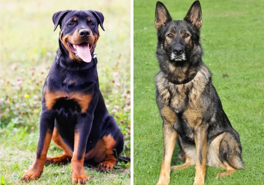Rottweiler and German Shepherd Dogs Side by Side