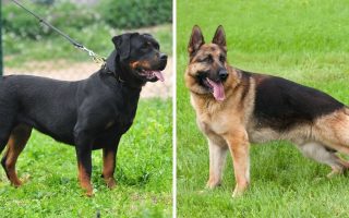 Rottweiler vs German Shepherd: 14 Differences & Facts