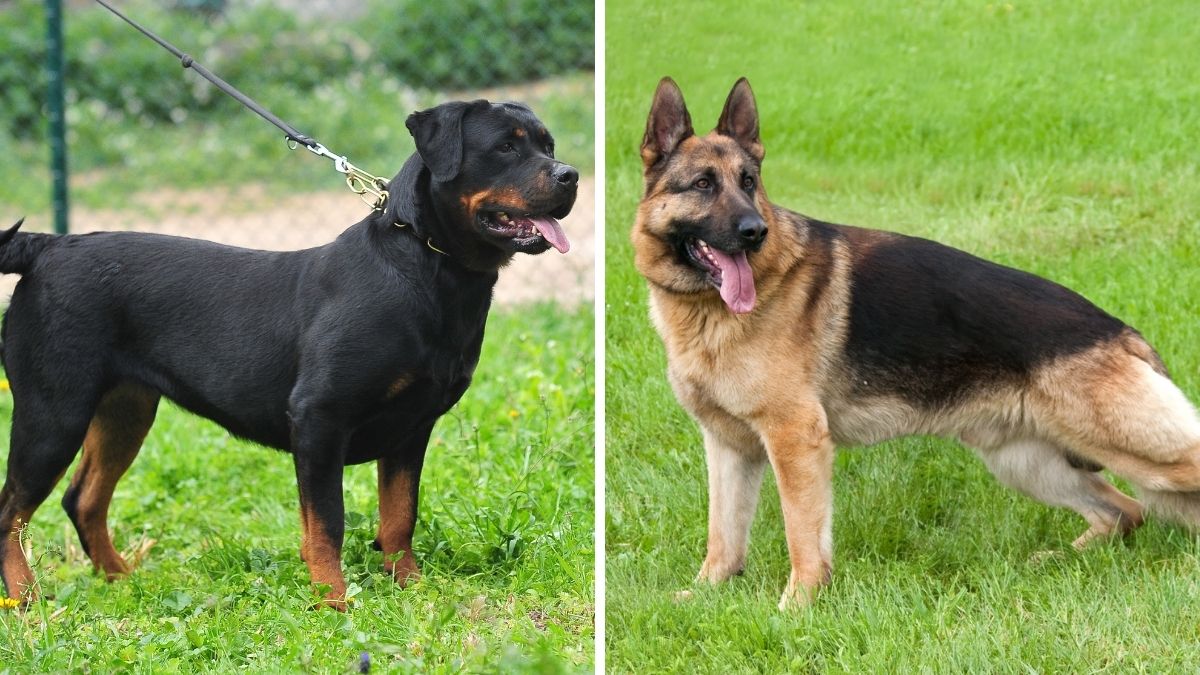 Rottweiler vs German Shepherd - 14 Differences & Facts
