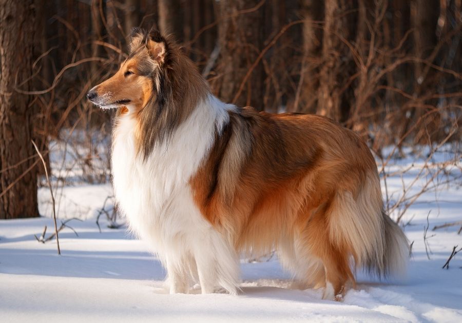 Rough Collie Dog Standing Sideways on Snow