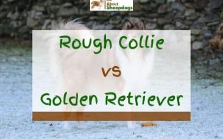 Rough Collie vs Golden Retriever – Which One Is Better?