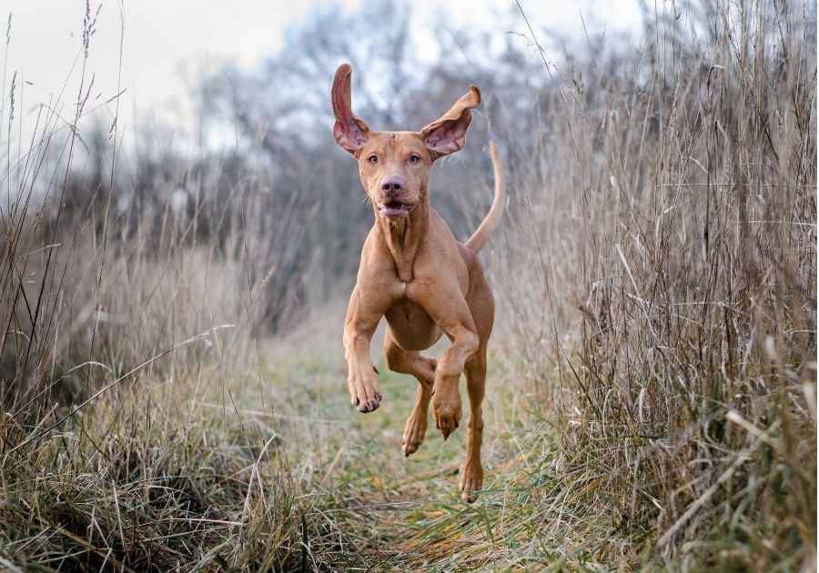 Running Hungarian Vizsla Dog in Bush