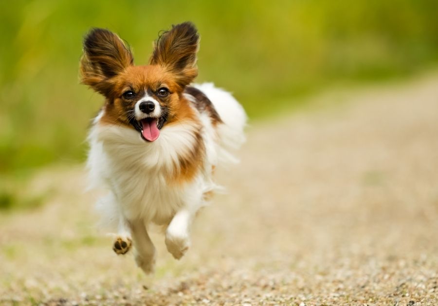 Running Papillon Dog