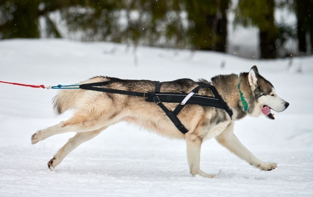 Running Siberian Husky on Sled Racing