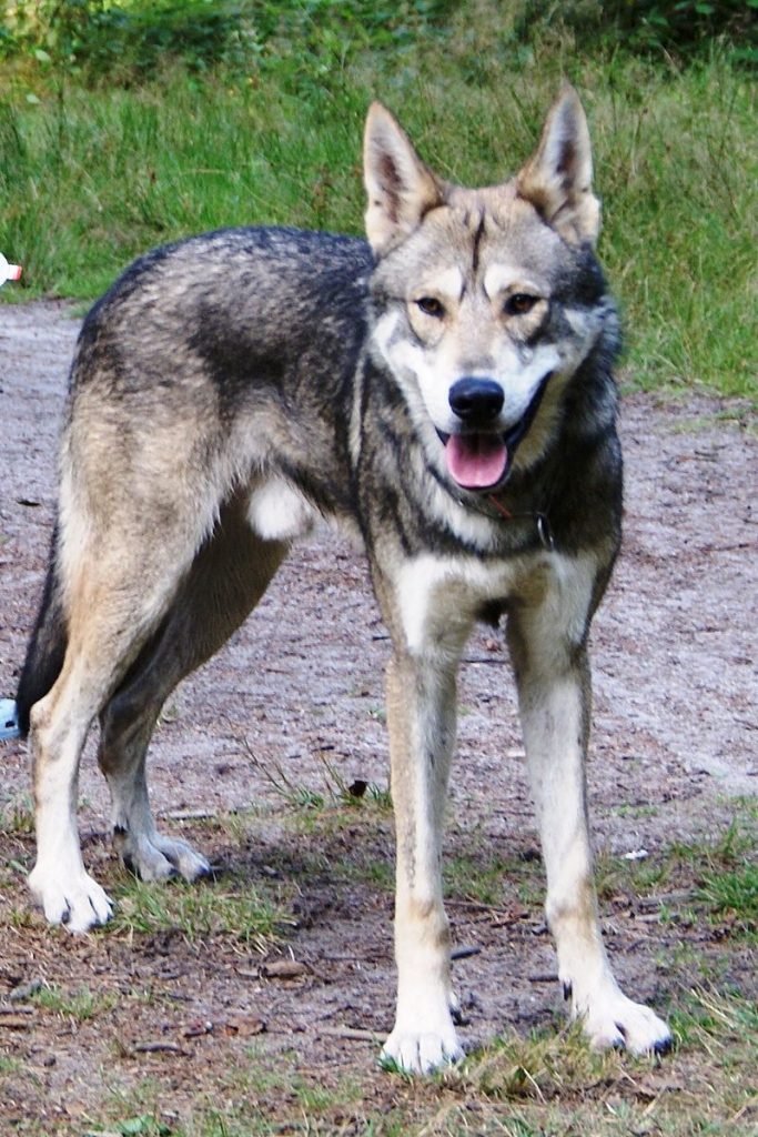 Dog Breeds That Look Like Huskies– Saarloos Wolfdog