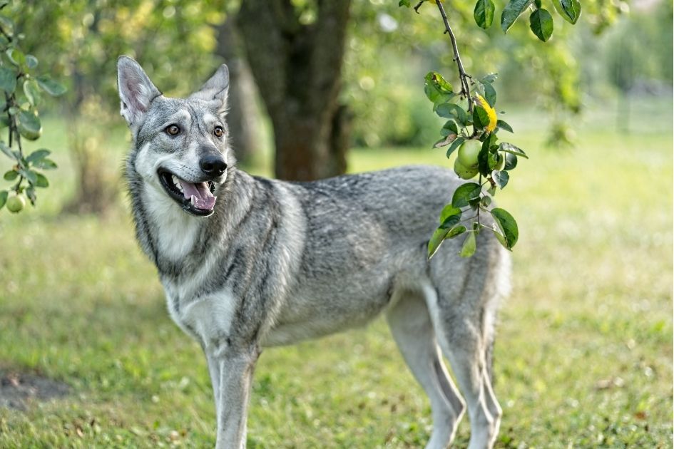 Saarloos Wolfdog