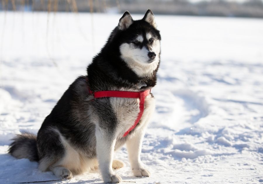 Sakhalin Husky Dog Sitting on Snow
