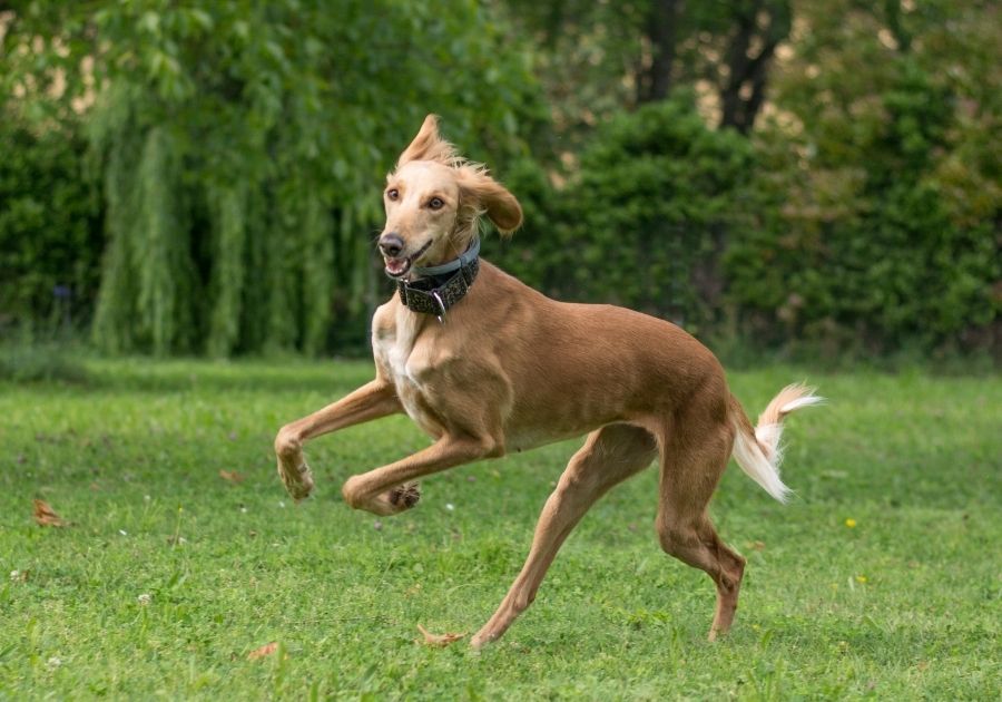 Saluki Dog Running at Park