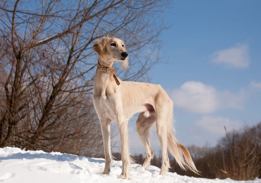 Saluki Dog Standing on Snow