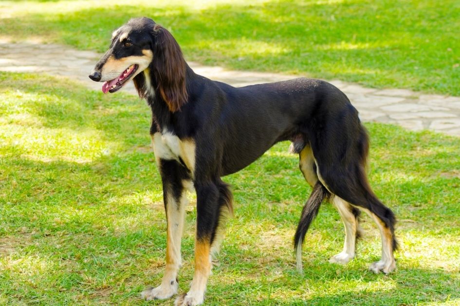 Saluki Dog in Full Standing Height