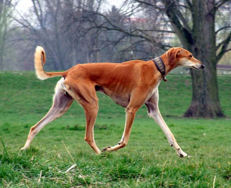 Rare and Exotic Dog Breeds – Saluki