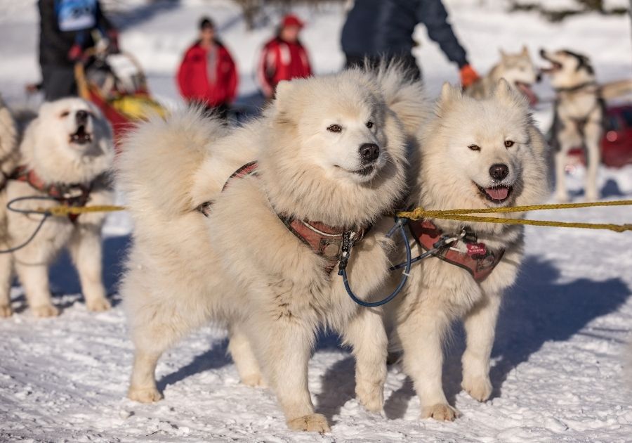 Samoyed Dogs attached to a Sled