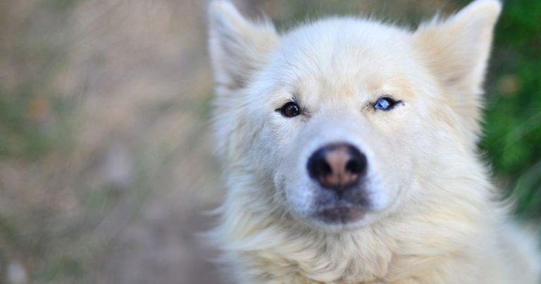 Samoyed Husky Mix: A Complete Samusky Guide | Puplore