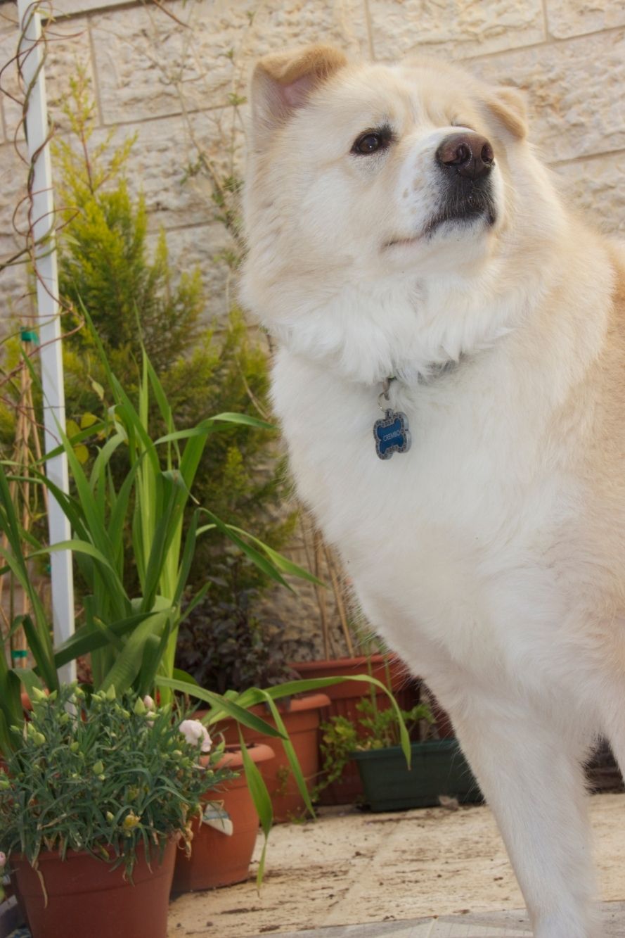 Close Up of Samoyed Husky Mix - Complete Samusky Crossbreed Guide