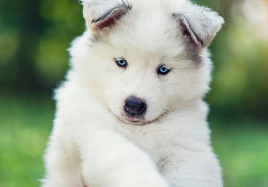 Samoyed Husky Mix Puppy