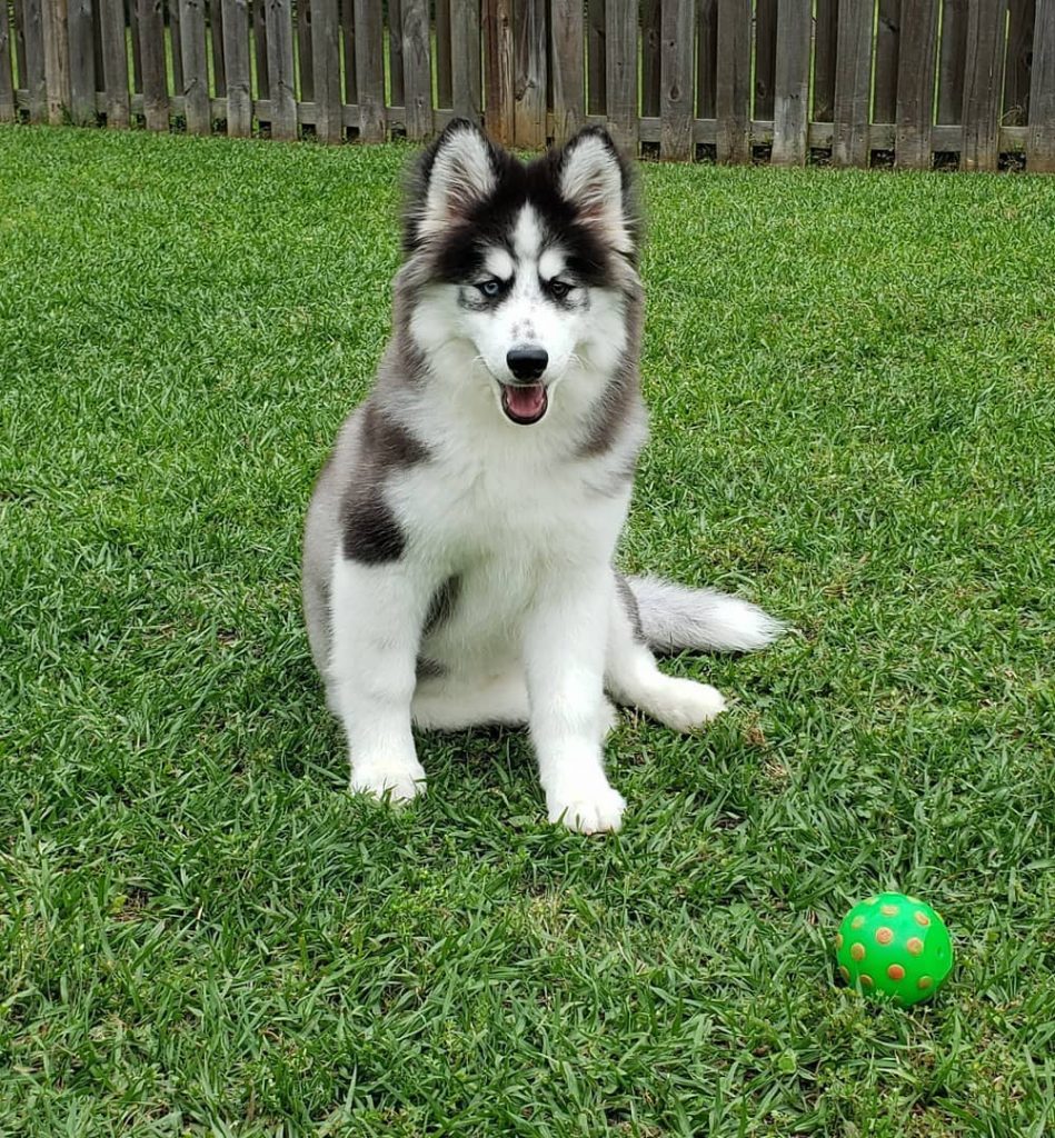 Samoyed and Husky Mix Sitting on Grass