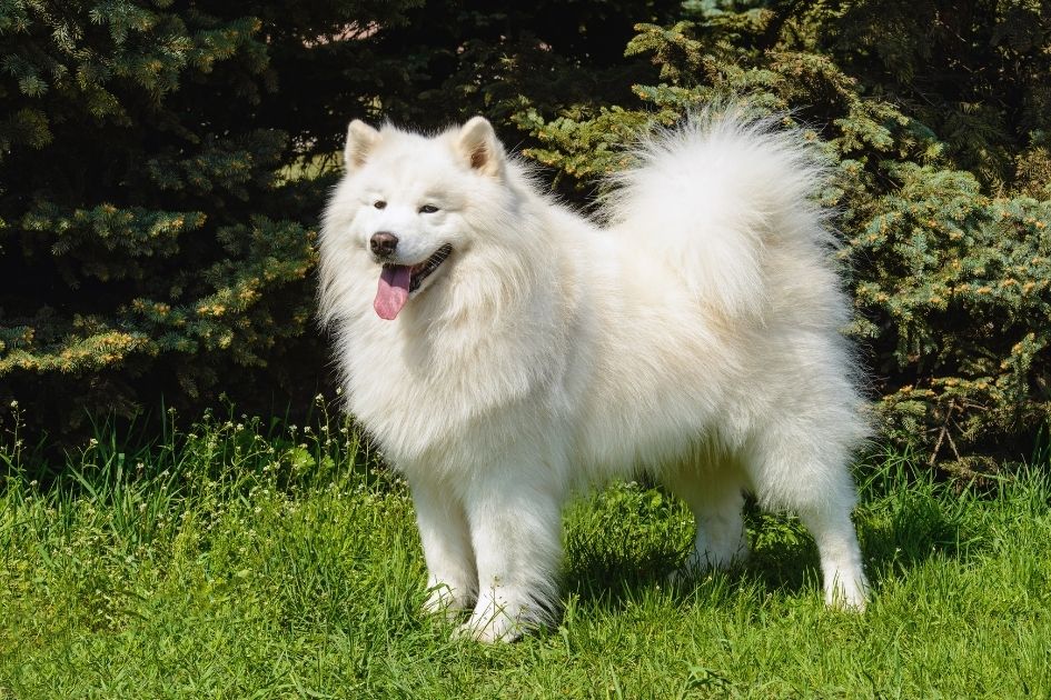 Samoyed Looking Aside