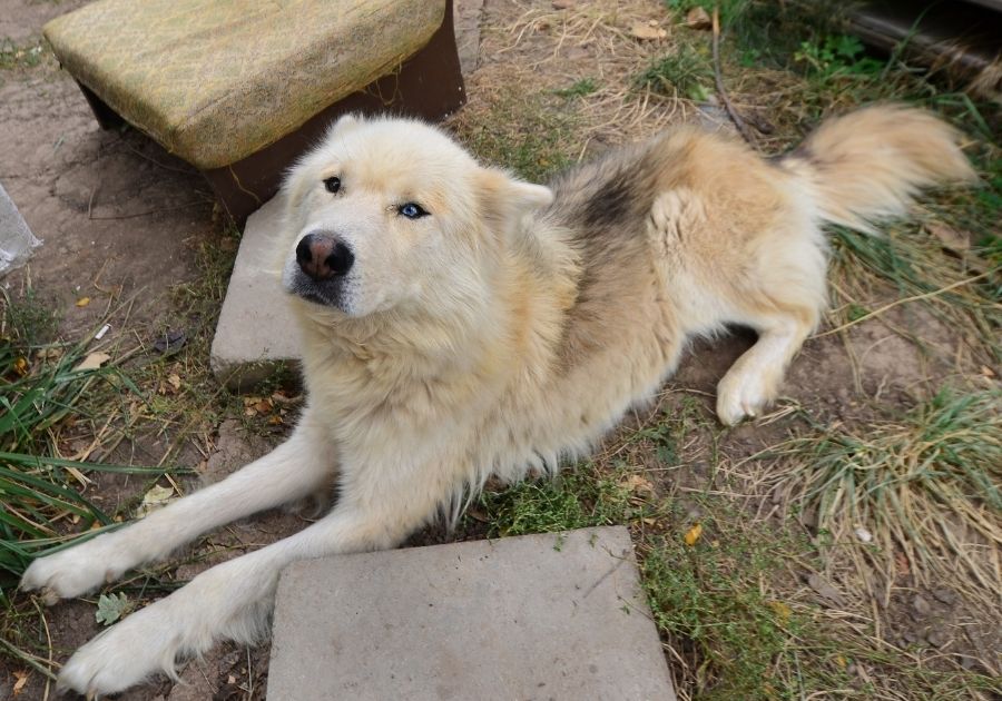 Samoyed and Siberian Husky Mix Dog Lying on Ground Looking Up
