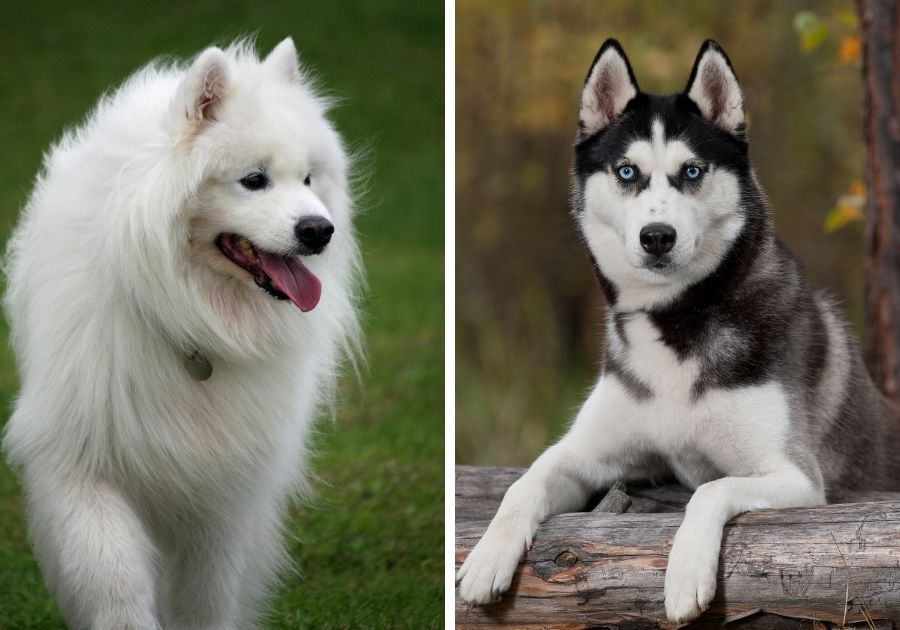 Samoyed x Siberian Husky Dogs (Left and Right Respectively))