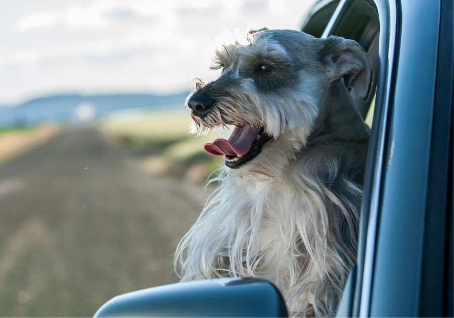 Schnauzer Pup Enjoying Car Ride
