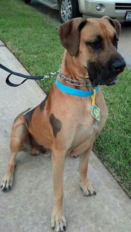 Scooby-Doo Look Alike Dog in Real Life