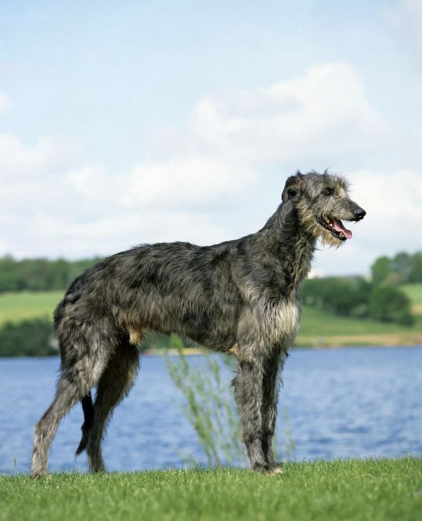 Scottish Deerhound Dog Standing Beside Lake