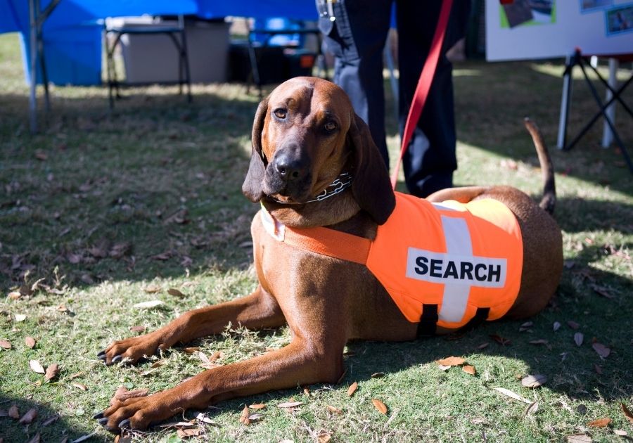 Search and Rescue Bloodhound Dog Resting