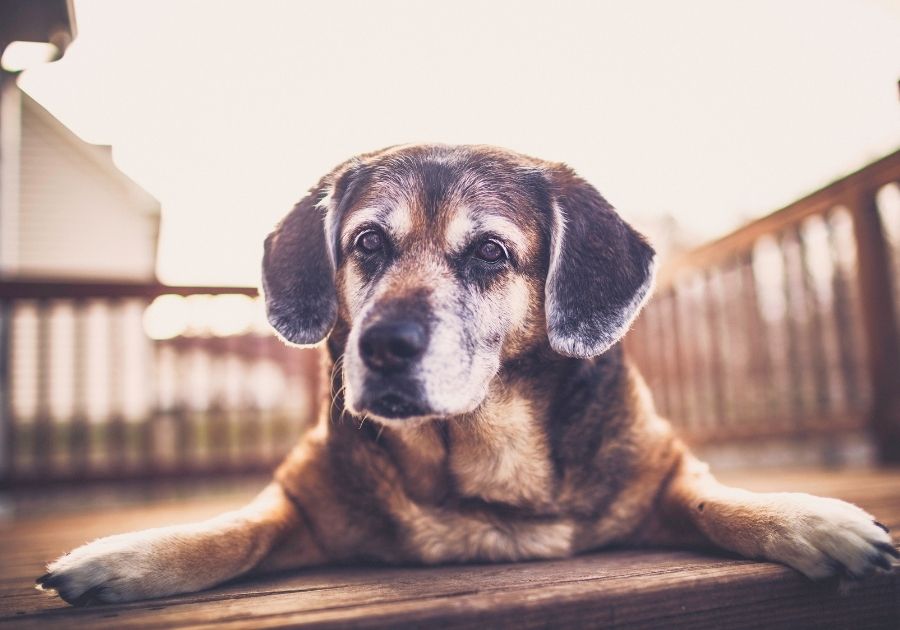 Senior Dog Resting On Wooden Deck Looking
