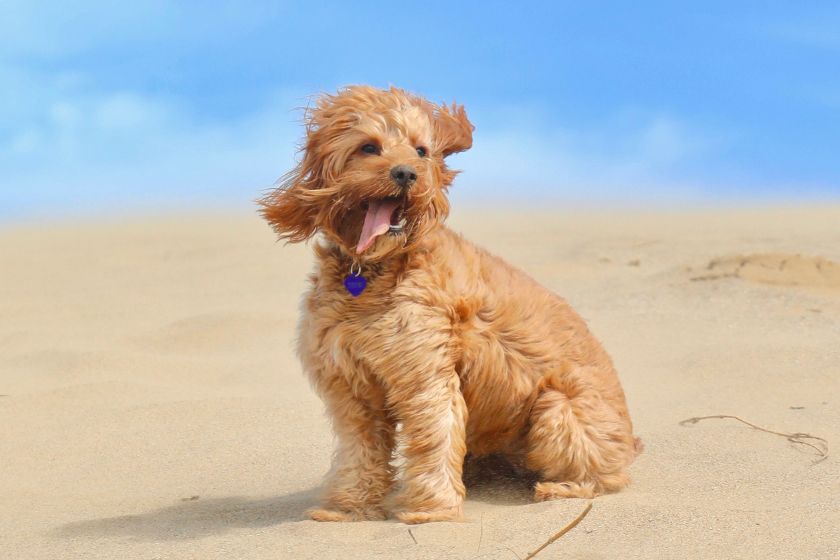 Shaggy Cavapoo Dog Sitting on Sand