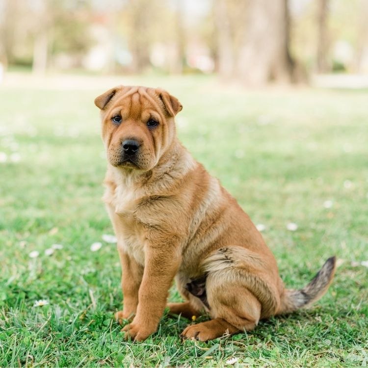 Shar Pei Puppy Sitting on Grass Looking Forward