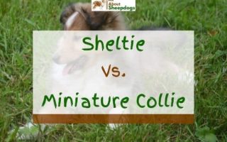 Sheltie vs Miniature Collie – Are They The Same? (Solved!)