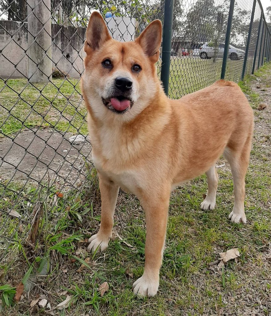 Shiba Inu Akita Mix (Shibakita) Standing Near Wire Fence