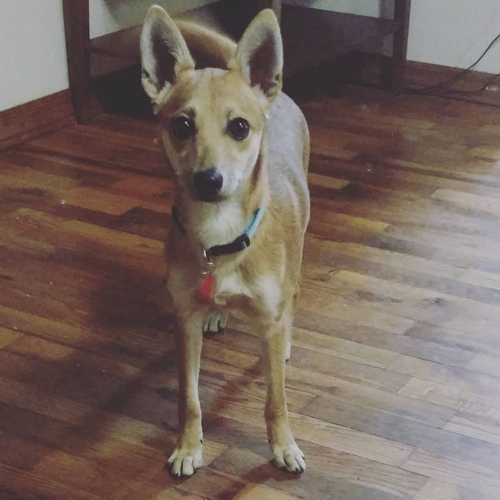 Shiba Inu Basenji Mix Standing on Floor Facing Camera