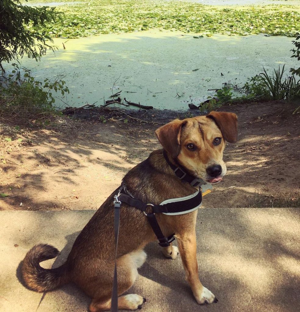 Shiba Inu Beagle Mix Sitting By Lake Side