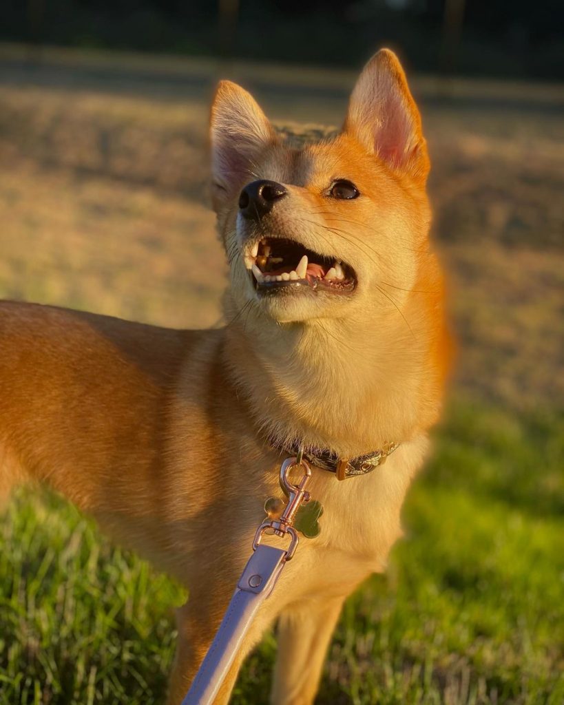 Shiba Inu Chihuahua Mix