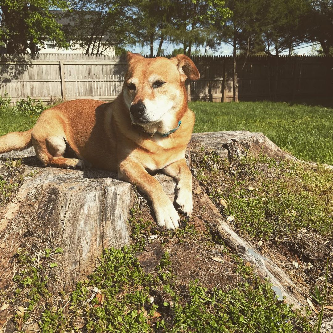 Shiba Inu Corgi Mixed Dog Lying on Tree Stem