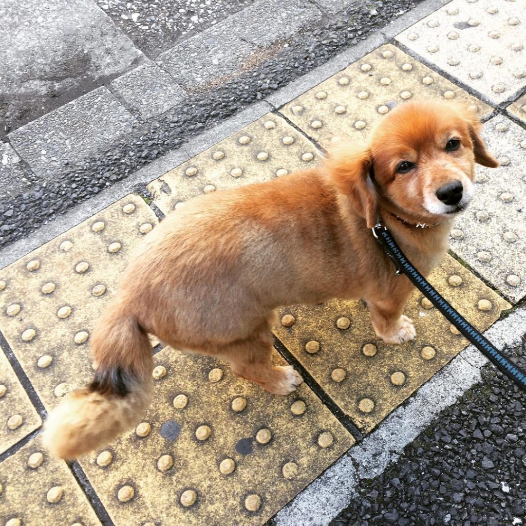 Shiba Inu Dachshund Mix  on Walkway Looking Up