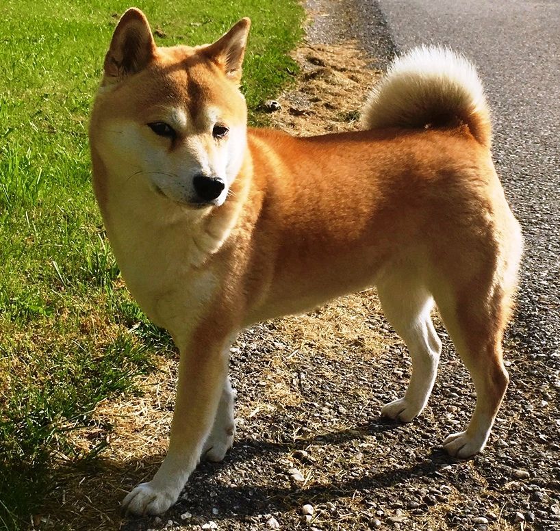 Shiba Inu Dog Breed