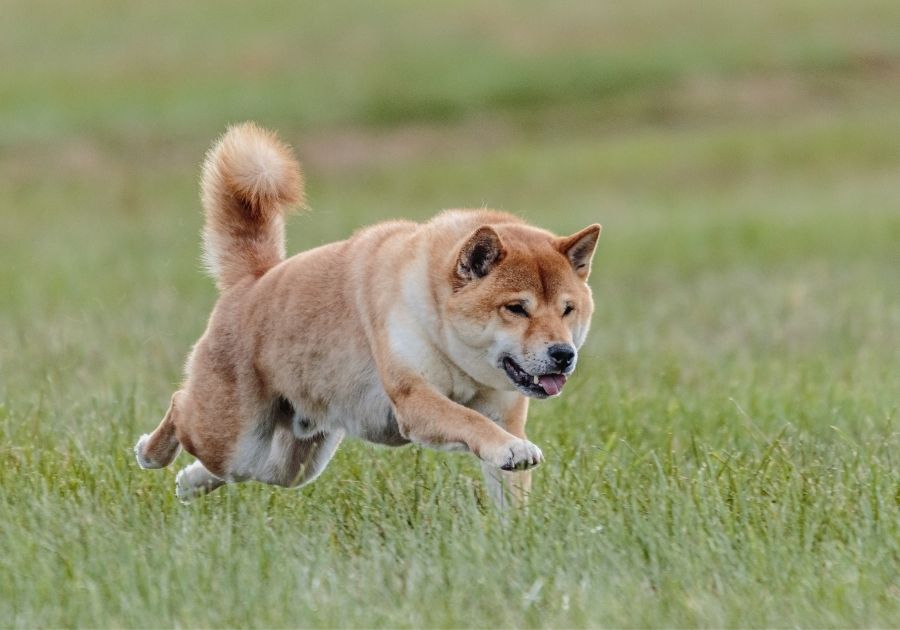 Shiba Inu Dog Running on Lure Coursing Competition