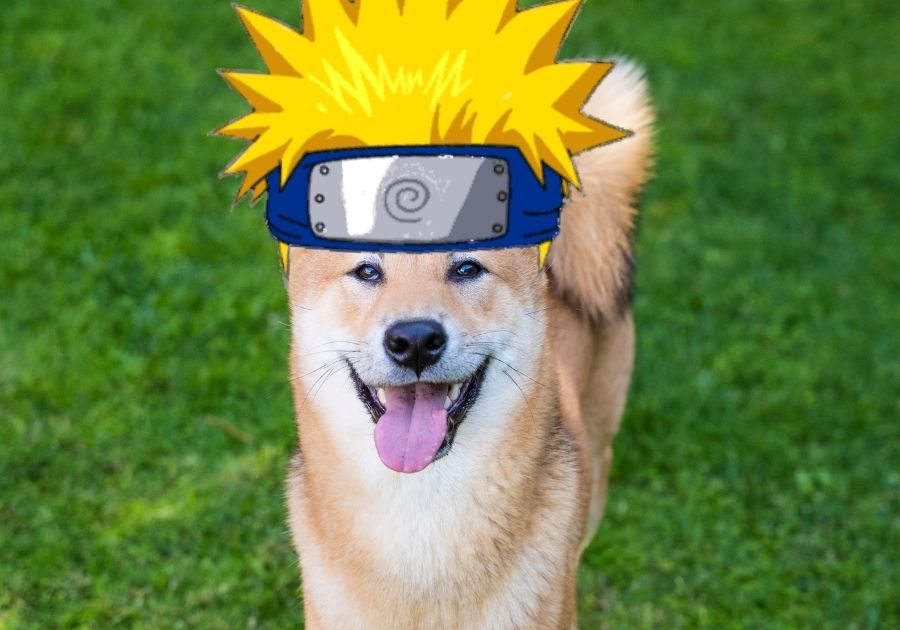 Shiba Inu Dog with Minato Hair Costume