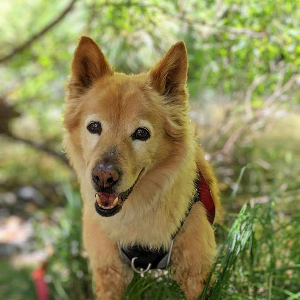 Close Up of Shiba Inu Golden Retriever Mix Standing in Bush