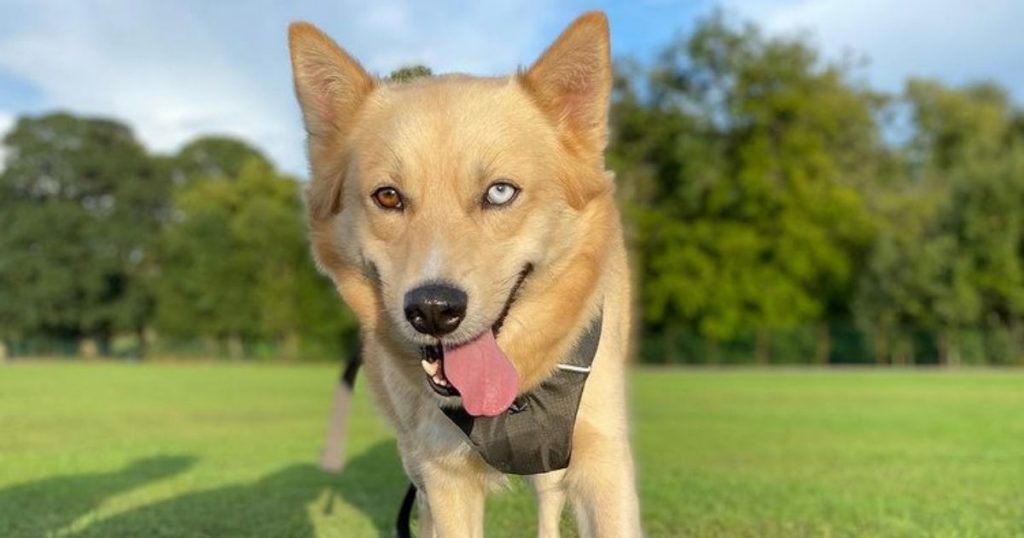 Shiba Inu Husky Mix Dog at the Field Playing