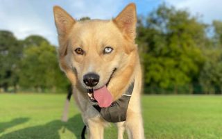 Shiba Inu Husky Mix Breed Info, Facts & Guide