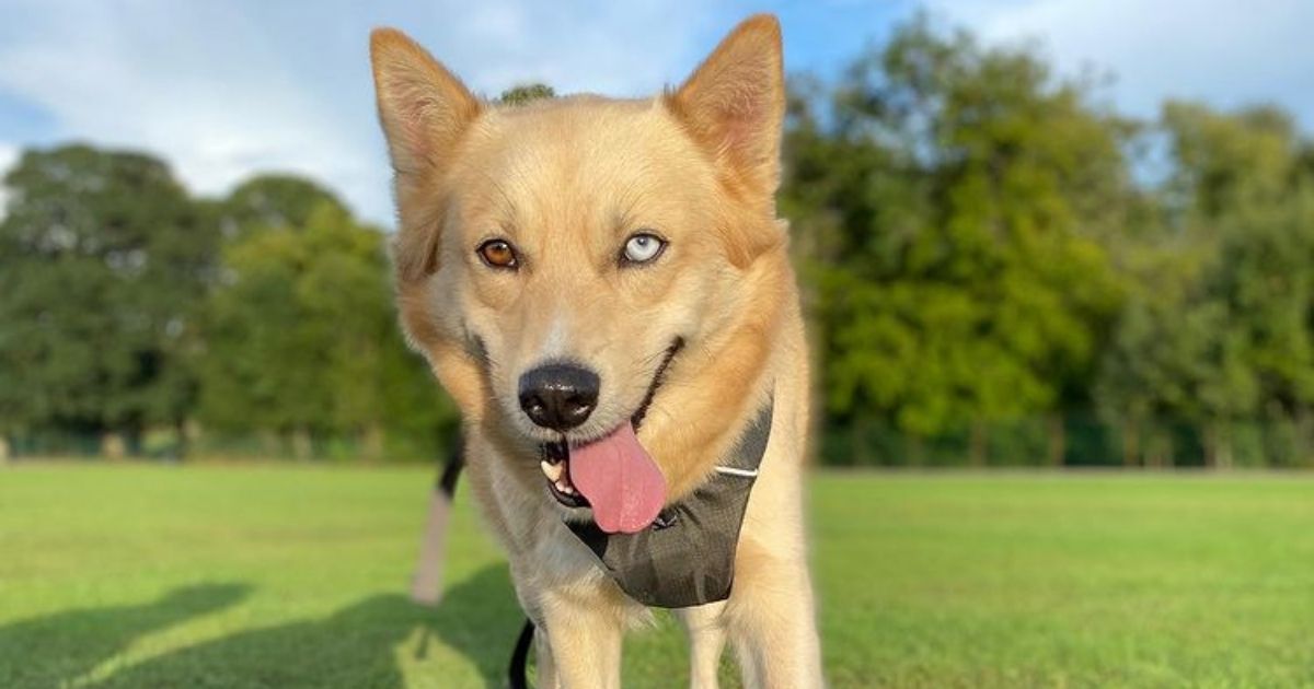 Shiba Inu Husky Mix Breed Info, Facts & Guide