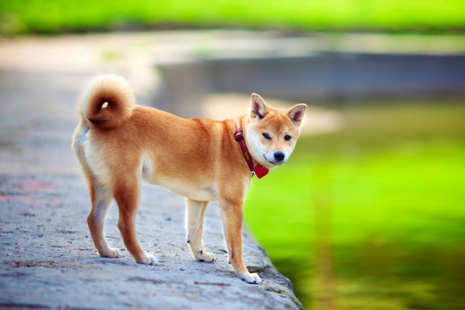 Shiba Inu Husky Mix Dog on Rock