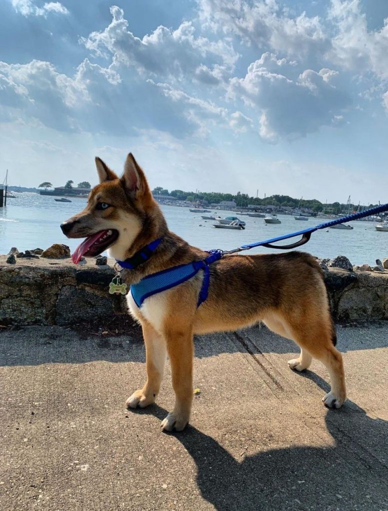 Shiba Inu Husky Mix Puppy (2)