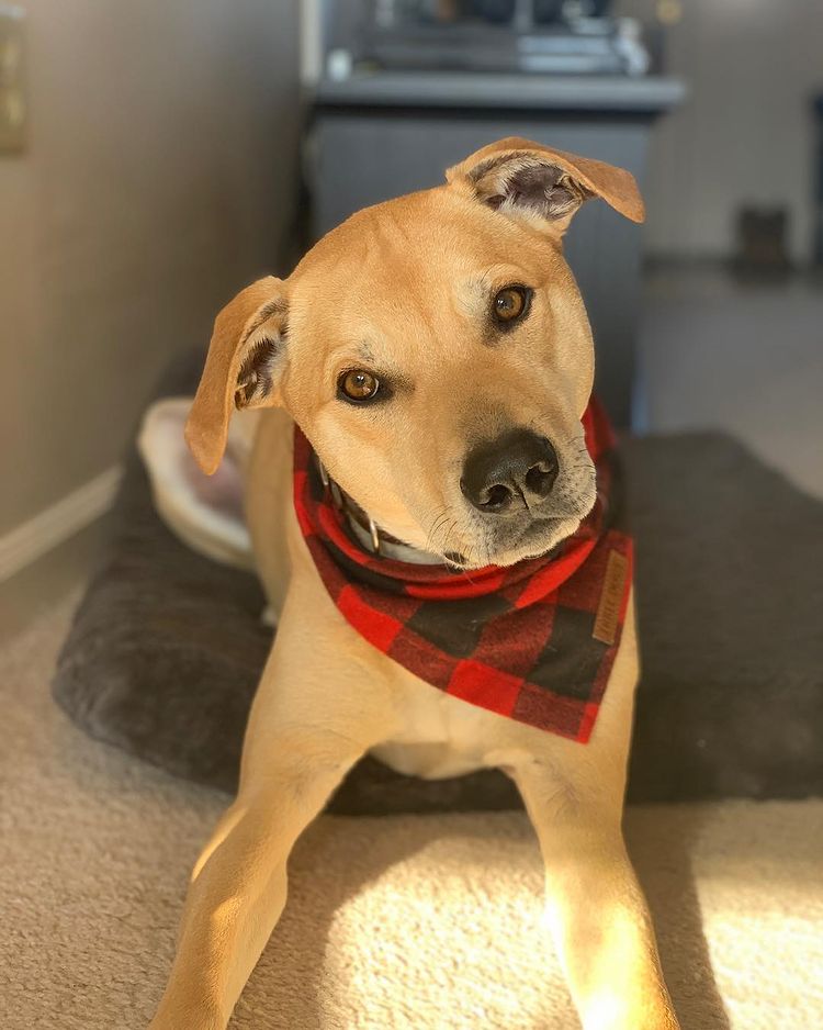 Close Up of Shiba Inu Lab Mix Lying on Dog Bed