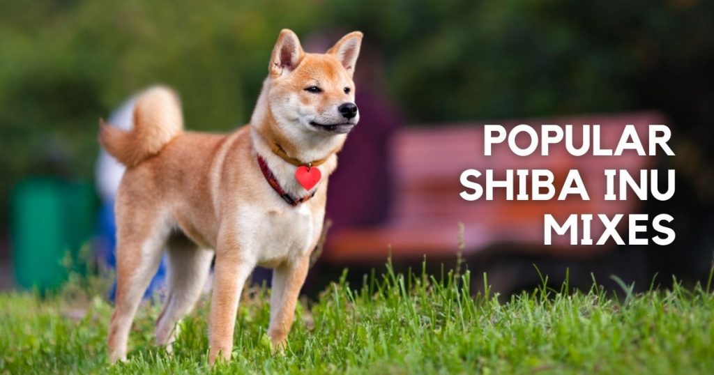 Shiba Inu Mixes - Cross Breeds with Pictures