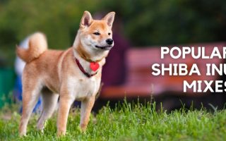 20 Shiba Inu Mixes (Cross Breeds With Pictures)