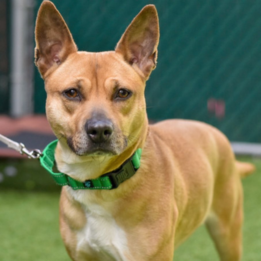 Shiba Inu Pitbull Mix on Leash Standing and Observing